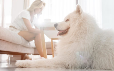 Pet-Friendly Cleaning